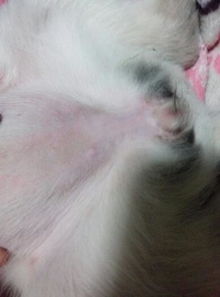 3个月小狗肚子下面长了一个硬包,有小拇指尖那么大,在皮下,摸着它也不疼,求帮助 