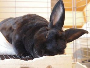 黑兔子耳朵臭了,黑兔子耳朵有异味