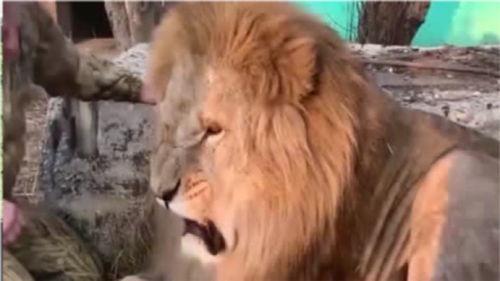 狮子被主人训斥,委屈得像个200斤的胖子,镜头记录全过程 