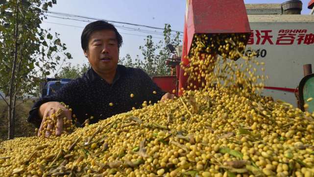 83 的大豆依赖进口,我国欲推重大举措,保障粮食安全