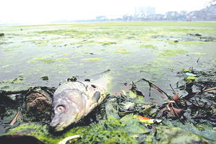 中国十大水污染事件,有哪些