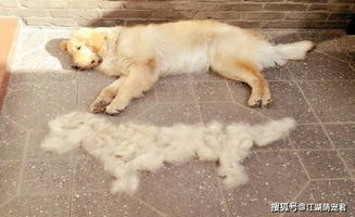 了解狗狗掉毛的6个原因,让你轻松清洁狗毛