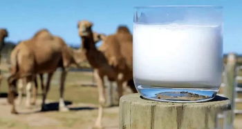 人喝驼奶真的好吗 骆驼奶真的有那么多好处吗