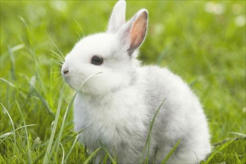 兔子的寿命是多少年 