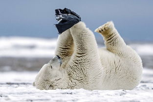 冰天雪地里的萌物们 北极熊上演有趣拳击赛