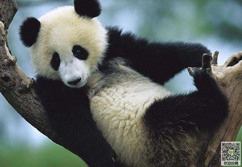 熊猫的生活习性类别,样子,食物及生长环境作用价质贡献 