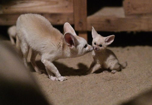 宠物界里的 新宠儿 ,娇小可爱有萌感,它的名字叫耳廓狐