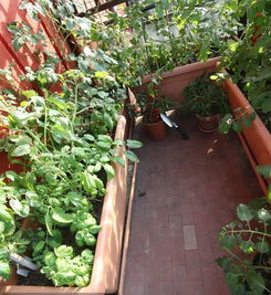你家的菜园真的绿色安全吗