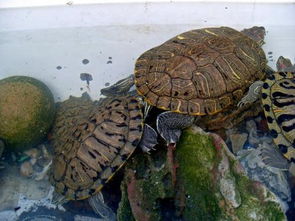 公乌龟和母乌龟是怎么交配的 