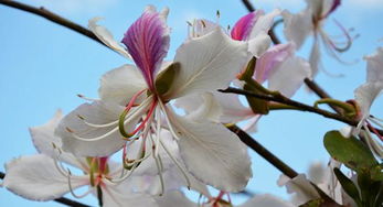 云南野生可以吃的白花学名叫什么,每年的3月份左右开花,和紫藤花一个季节开花,花可食用 