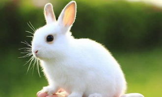 喜欢小白兔的五个理由