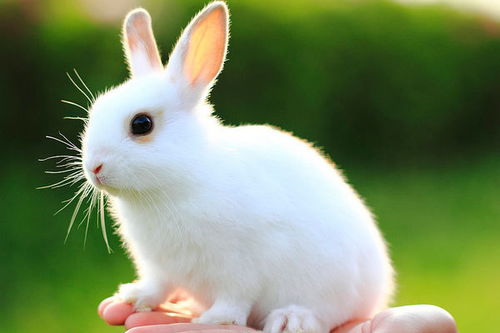 兔兔那么可爱,你怎么可以吃兔兔
