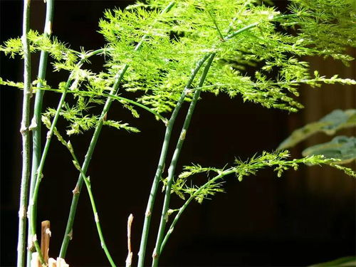 文竹和卷柏如何混合种植？