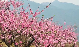 桃花朵朵开,含笑等你来 首届大山后桃花节盛装迎客