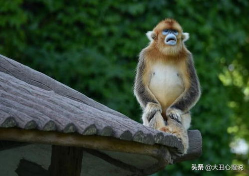 心理测试 你最不喜欢哪种动物 测你的心理压力有多大