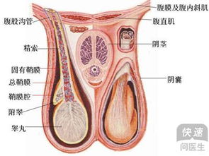 睾丸癌晚期有什么症状 5个症状威胁男性健康