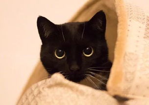 网友家的一只纯黑猫和半黑猫太漂亮了 感受下
