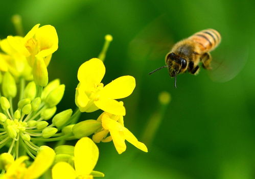 小蜜蜂,大作用丨蜂针疗法能治病