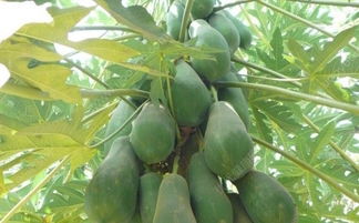 木瓜成熟的季节是几月