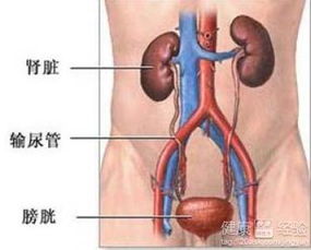 肾炎和前列腺炎的区别