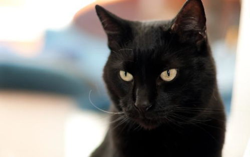 为什么都说养黑猫好 这6个好处,不是人人都能体会到的