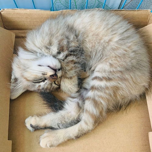 猫猫不吃不喝 没精神一直睡觉 