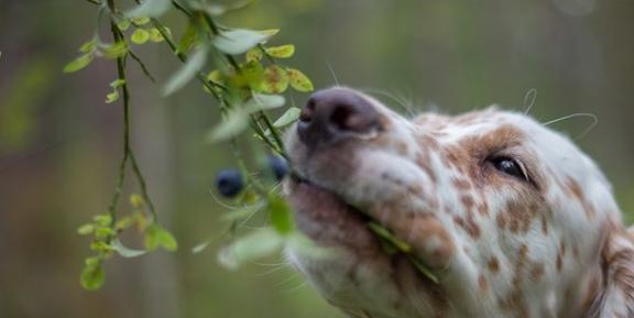 蓝莓对狗狗有什么好处 堪称超级水果,预防老年犬癌症的强大武