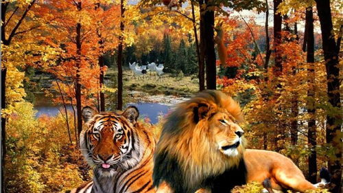 动物世界,老虎和狮子打架视频,真实的激烈搏斗 