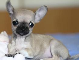 世界最小的狗是什么品种 