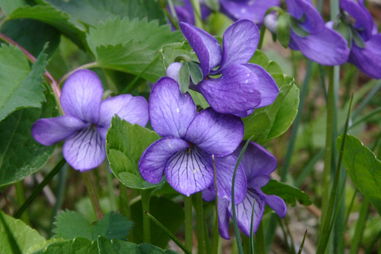 春暖花开 四十一 紫罗兰花开
