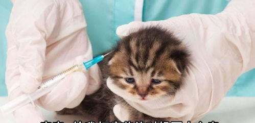 猫咪需要每年都打疫苗吗 不知道的铲屎官一定要仔细看