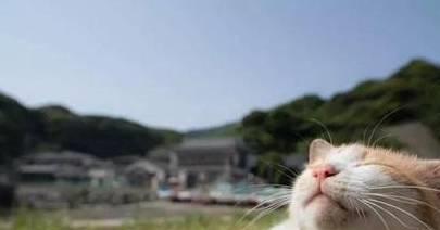 猫咪为什么这么喜欢晒太阳呢 猫咪晒太阳有什么好处
