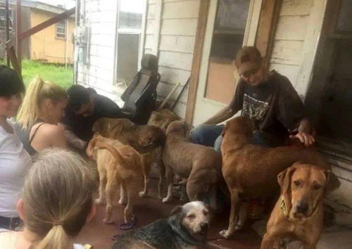 癌症老人收养27只流浪狗,垂死之际说了最后的愿望,太令人感动了