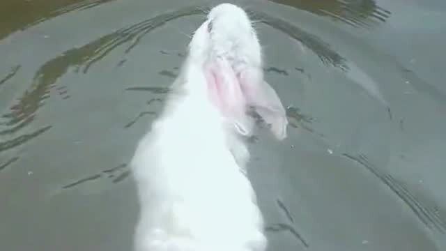 活了20多年,现在才知道兔子天生就会游泳,原来我会的技能还不如它 
