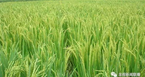 苗情长势如何,水稻分蘖关键期怎么管理 看龙江农业部门来支招 