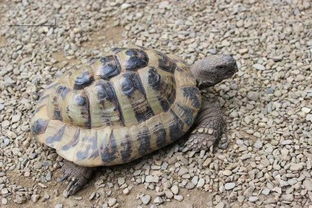 地球上10大难养的陆龟,印度星龟居榜首,你有养过一种吗