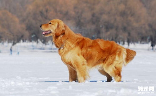 金毛犬毛发不健康怎么办 