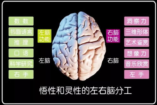 哈佛研究 右脑是儿童大脑发育的重点,但接近80 的家长弄错了