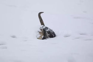 生死边缘，雪灾演绎浪漫自救(生死边缘,雪灾演绎浪漫自救是哪一集)