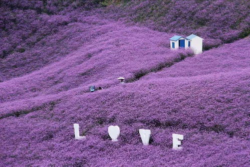 紫色花海 图片搜索