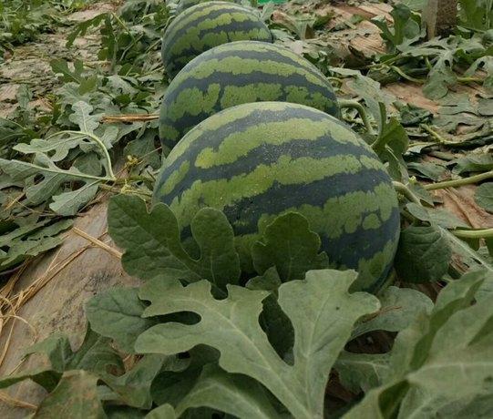 甜王西瓜品种介绍,甜王西瓜有哪些适合在四平双辽市种植的优秀品种