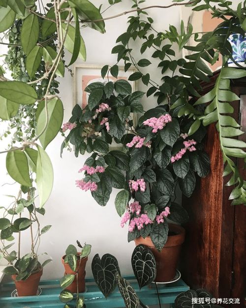 10种公认最好养的小盆栽 适合室内养的爬藤花卉