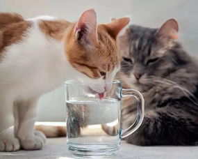 网友表示自家猫不喝水又爱玩水,真是让人崩溃