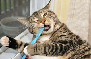 猫咪年老后出现牙龈问题,正确洗牙很重要,铲屎官需学四步骤