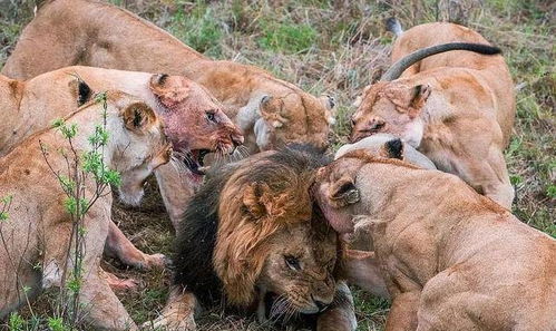狠 公狮想抢母狮为孩子准备的食物,被母狮凶狠围殴咬掉一颗蛋