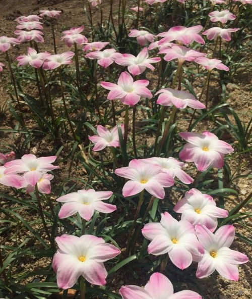 最好养的球根花卉,丢土里就能活,花色超美,开花勤快,值得栽培