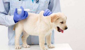 狗狗应该在多大打疫苗,多久一次 