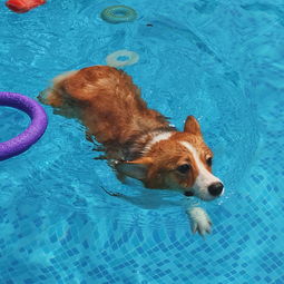 超推荐 在广州带狗狗游泳玩耍的好地方
