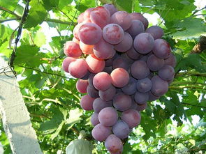 龙眼葡萄几年结果实,寒香蜜葡萄一年结几次果？