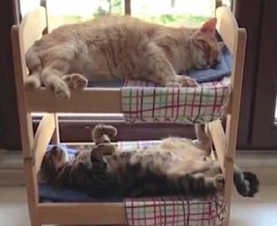 这只猫因为蹲床角出名了,看看别人的家的猫都是怎么分床的吧